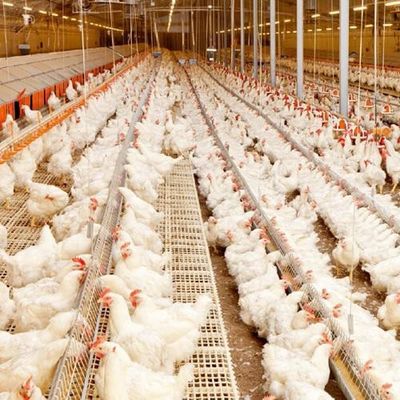 Προσυσκευασμένη δομή φωτισμού από χάλυβα για το υπόστεγο πουλερικών Q235B Q355B