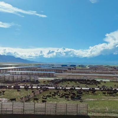Προσαρμοσμένο γαλβανισμένο ατσάλινο υπόστεγο βοοειδών για κτηνοτροφία