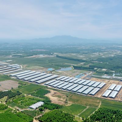 Σχεδιασμός Προμήθεια Σύγχρονη Ατσάλινη Δομή Στέγης Γαλακτοκομικής Φάρμας Μεταλλικό Στέγαστρο Βοοειδών Με Σύστημα Αερισμού