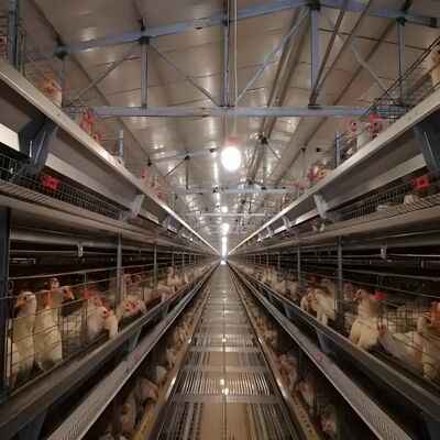 Προσαρμόσιμες διαστάσεις Πλαίσιο από χάλυβα υψηλής αντοχής Γρήγορη εγκατάσταση Προκατασκευασμένος μεταλλικός οίκος πουλερικών για κοτόπουλα κρεοπαραγωγής